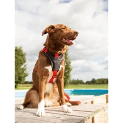 Beeztees Parinca Premium Y-Geschirr -Günstiges Bellohaus Geschäft beeztees parinca premium y tuig 199580 0500 none