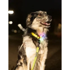 Beeztees Safety Gear Parinca Premium Hundeleine -Günstiges Bellohaus Geschäft beeztees safety gear parinca premium hondenriem 215039 0500 none