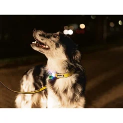 Beeztees Safety Gear Parinca Premium Hundeleine -Günstiges Bellohaus Geschäft beeztees safety gear parinca premium hondenriem 215048 0500 none