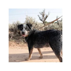 Carhartt Journeyman Leash -Günstiges Bellohaus Geschäft carhartt journeyman leash 187047 0500 none