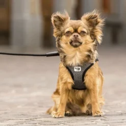 Curli Vest Harness Merino -Günstiges Bellohaus Geschäft curli vest harness merino black 175270 0500 none