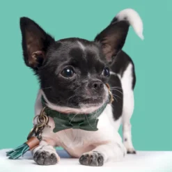 DWAM Halsband Bowie -Günstiges Bellohaus Geschäft dwam bowie halsband 186562 0500 none