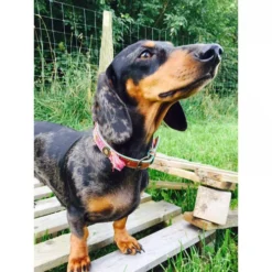 DWAM Halsband Boho Rosa -Günstiges Bellohaus Geschäft dwam halsband boho rosa 132071 0500 none