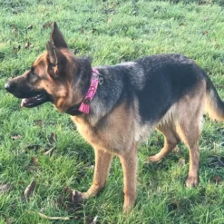 DWAM Halsband Boho Rosa -Günstiges Bellohaus Geschäft dwam halsband boho rosa 133652 0500 none