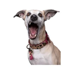 DWAM Halsband Lou Lou 8 DWAM Halsband Lou Lou -Günstiges Bellohaus Geschäft dwam halsband lou lou 182182 0500 none