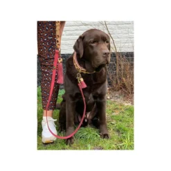 DWAM Halsband Lou Lou 9 DWAM Halsband Lou Lou -Günstiges Bellohaus Geschäft dwam halsband lou lou 182185 0500 none