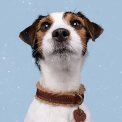 DWAM Halsband Teddy -Günstiges Bellohaus Geschäft dwam halsband teddy 189220 0500 none