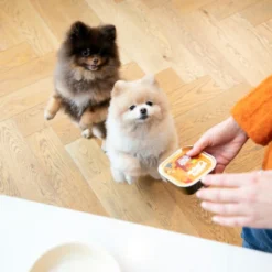 Edgard & Cooper Adult - Huhn & Truthahn - Im Schälchen -Günstiges Bellohaus Geschäft edgard cooper adult kip kalkoen kuipje 168597 0500 none