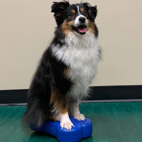 FitPAWS Bone Minis 4 FitPAWS Bone Minis - Image 2