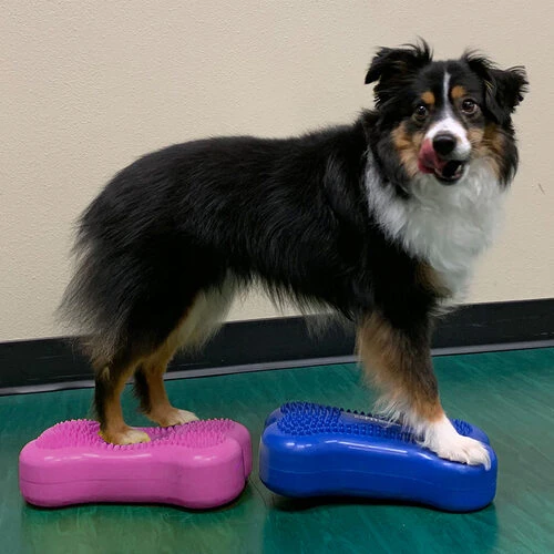 FitPAWS Bone Minis 5 FitPAWS Bone Minis - Image 3