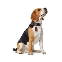 Hunter Halsband Cody 7 Hunter Halsband Cody -Günstiges Bellohaus Geschäft hunter halsband cody 116499 0500 none