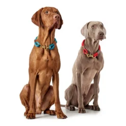 Hunter Halsband Oss -Günstiges Bellohaus Geschäft hunter halsband oss 146099 0500 none