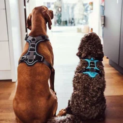 Hunter Geschirr Divo Dunkelblau/Grau -Günstiges Bellohaus Geschäft hunter harnas divo donkerblauwgrijs 166906 0500 none