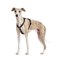 Hunter Vario Rapid Sicherheitsgeschirr - Schwarz -Günstiges Bellohaus Geschäft hunter vario rapid veiligheidsharnas zwart 169507 0500 none