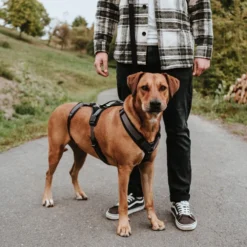 Hunter Sicherheitsgeschirr Maldon -Günstiges Bellohaus Geschäft hunter veiligheidsharnas maldon 221547 0500 none