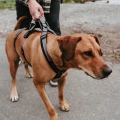 Hunter Sicherheitsgeschirr Maldon -Günstiges Bellohaus Geschäft hunter veiligheidsharnas maldon 221553 0500 none