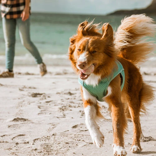 Hurtta Cooling Wrap - Hellblau 7 Hurtta Cooling Wrap - Hellblau - Image 5