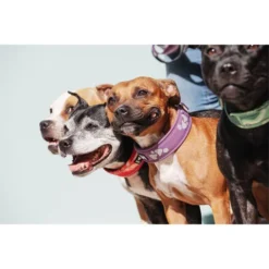 Hurtta Weekend Warrior Halsband -Günstiges Bellohaus Geschäft hurtta weekend warrior collar 189084 0500 none