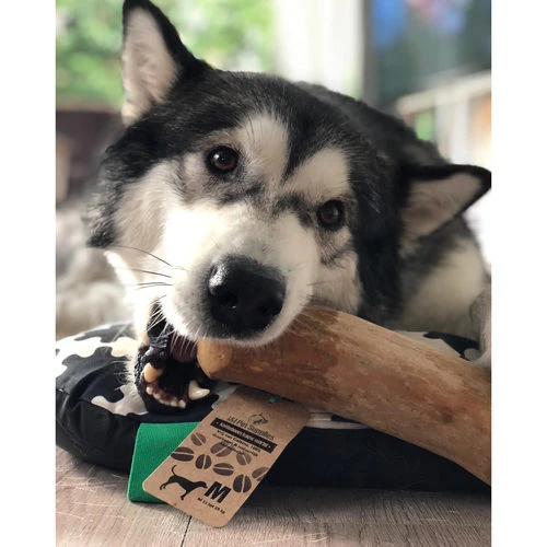 I&I Pet Supplies Kaffeebaum Kauwurzel 5 I&I Pet Supplies Kaffeebaum Kauwurzel - Image 3