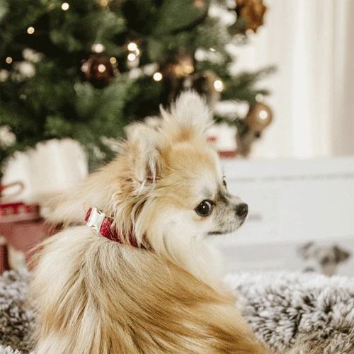 Kentucky Dogwear Corduroy Hundehalsband 10 Kentucky Dogwear Corduroy Hundehalsband - Image 8