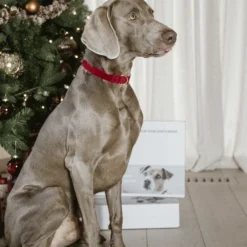 Kentucky Dogwear Corduroy Hundehalsband 14 Kentucky Dogwear Corduroy Hundehalsband -Günstiges Bellohaus Geschäft kentucky dogwear corduroy hondenhalsband 219201 0500 none