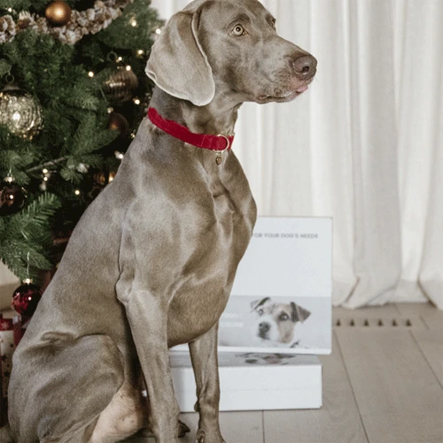 Kentucky Dogwear Corduroy Hundehalsband 7 Kentucky Dogwear Corduroy Hundehalsband - Image 5