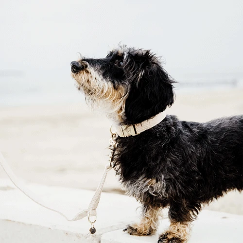 Kentucky Dogwear Hundehalsband Wool 12 Kentucky Dogwear Hundehalsband Wool - Image 10