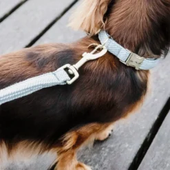 Kentucky Dogwear Hundehalsband Wool 32 Kentucky Dogwear Hundehalsband Wool -Günstiges Bellohaus Geschäft kentucky dogwear hondenhalsband wool 219707 0500 none