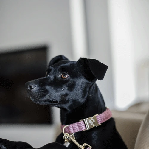 Kentucky Dogwear Hundehalsband Wool 6 Kentucky Dogwear Hundehalsband Wool - Image 4