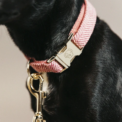 Kentucky Dogwear Hundehalsband Wool 13 Kentucky Dogwear Hundehalsband Wool - Image 11
