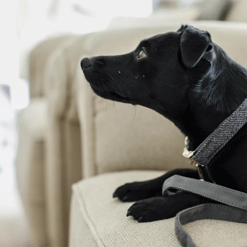 Kentucky Dogwear Hundehalsband Wool 4 Kentucky Dogwear Hundehalsband Wool - Image 2