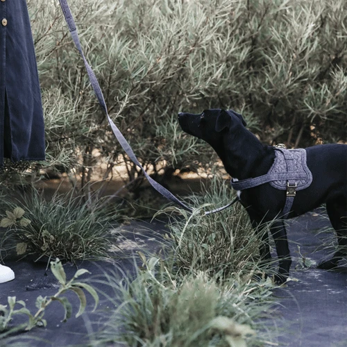 Kentucky Dogwear Hundegeschirr Body Safe Wool 7 Kentucky Dogwear Hundegeschirr Body Safe Wool - Image 5