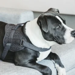 Kentucky Dogwear Hundegeschirr Body Safe Wool 20 Kentucky Dogwear Hundegeschirr Body Safe Wool -Günstiges Bellohaus Geschäft kentucky dogwear hondenharnas body safe wool 219215 0500 none