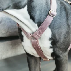 Kentucky Dogwear Hundegeschirr Velvet Loop 16 Kentucky Dogwear Hundegeschirr Velvet Loop -Günstiges Bellohaus Geschäft kentucky dogwear hondenharnas velvet loop 219284 0500 none