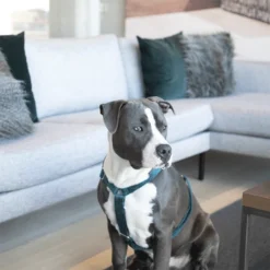 Kentucky Dogwear Hundegeschirr Velvet Loop 15 Kentucky Dogwear Hundegeschirr Velvet Loop -Günstiges Bellohaus Geschäft kentucky dogwear hondenharnas velvet loop 219293 0500 none