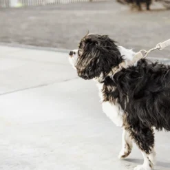 Kentucky Dogwear Hundeleine Wool -Günstiges Bellohaus Geschäft kentucky dogwear hondenlijn wool 219683 0500 none