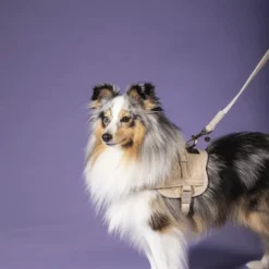 Kentucky Dogwear Hundeleine Wool -Günstiges Bellohaus Geschäft kentucky dogwear hondenlijn wool 219684 0500 none