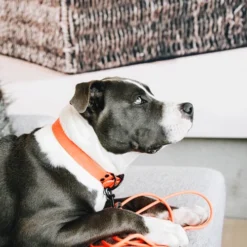 Kentucky Dogwear Schleppleine Soft Rubber -Günstiges Bellohaus Geschäft kentucky dogwear sleeplijn soft rubber 219205 0500 none