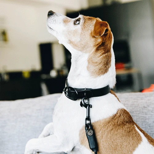 Kentucky Dogwear Soft Rubber Hundehalsband 4 Kentucky Dogwear Soft Rubber Hundehalsband - Image 2