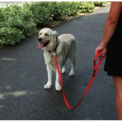 KONG Adjustable Leash -Günstiges Bellohaus Geschäft kong adjustable leash zwart 176938 0500 none