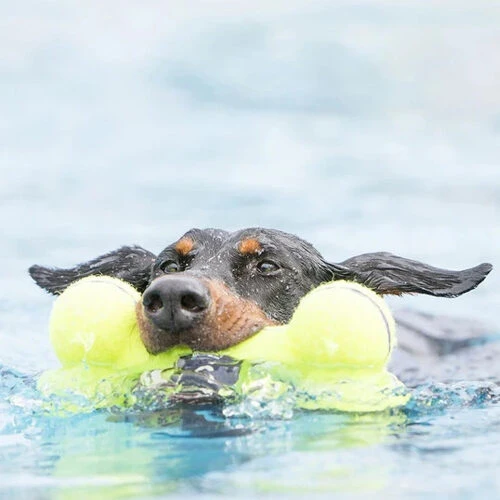 KONG AirDog Squeaker Bone 4 KONG AirDog Squeaker Bone - Image 2