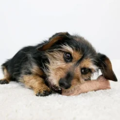 KONG ChewStix Ultra Stick -Günstiges Bellohaus Geschäft kong chewstix ultra stick 180856 0500 none