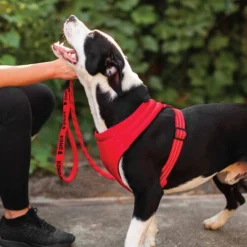 KONG Comfort Harness -Günstiges Bellohaus Geschäft kong comfort harness zwart 178771 0500 none