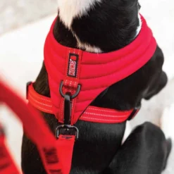 KONG Comfort Harness -Günstiges Bellohaus Geschäft kong comfort harness zwart 178774 0500 none