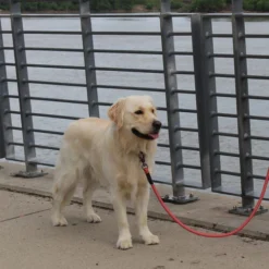 KONG Rope Leash - Schwarz -Günstiges Bellohaus Geschäft kong rope leash 194549 0500 none