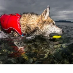 Kurgo Skipping Stones -Günstiges Bellohaus Geschäft kurgo skipping stones 99608 0500 none