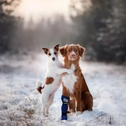 Medical Pet Shirt Boot -Günstiges Bellohaus Geschäft medical pets boot 167509 0500 none