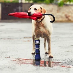 Medical Pet Shirt Boot -Günstiges Bellohaus Geschäft medical pets boot 167512 0500 none