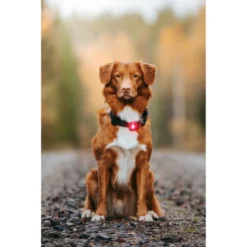 Orbiloc Dog Dual Safety Light 22 Orbiloc Dog Dual Safety Light -Günstiges Bellohaus Geschäft orbiloc led veiligheidslamp 188108 0500 none