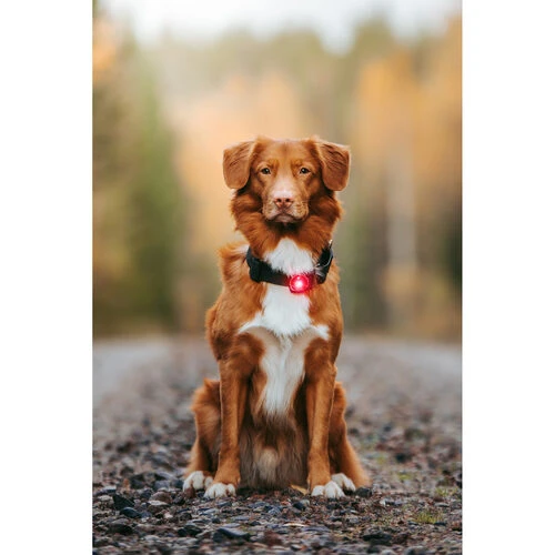 Orbiloc Dog Dual Safety Light 7 Orbiloc Dog Dual Safety Light - Image 5